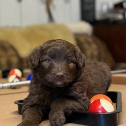 HERSHEY - Brown and white male Aussiedoodle puppy in Sheridan, Arkansas from Runnin’ Wild Ranch Aussies