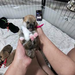 Yuna- kindness dark pink collar - Red female Shiba Inu puppy in Lehigh Acres, Florida from SWFL Happy Dogs