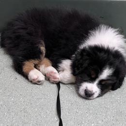 Pebbles - Black tri-color female Australian Shepherd puppy in Brownsville, Pennsylvania from Robyne's Aussies