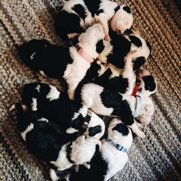 Goldendoodle and Sheepadoodle Puppies from Sunflower Family Farms