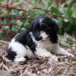 Bella - Black female Whoodle puppy in West Bend, Iowa from Blue Skies Terriers