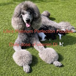 Theodore - Blue male Poodle puppy in Tampa, Florida from Enjoy Life Poodles
