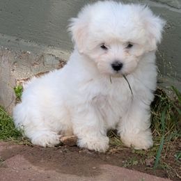 Fancy - White Coton de Tulear puppy in Mead, Oklahoma from Bar W Cotons