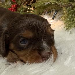 Cinnamon - Chocolate female Cavalier King Charles Spaniel puppy in Ellisville, Mississippi from Malu Lani Cavaliers