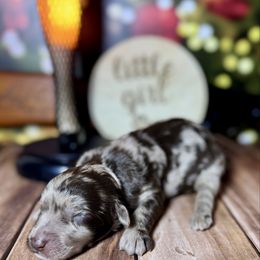 Chocolate Merle female - Merle female Labradoodle puppy in Kingston, Georgia from CC Familydoodles