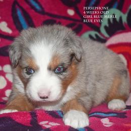 Persephone - Blue merle female Miniature Australian Shepherd puppy in Patterson, North Carolina from DreamLine Aussies