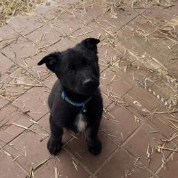 Michael - Bi-color male German Shepherd puppy in Livingston, Kentucky from Illyria Dox & GSD