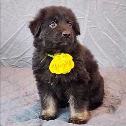 Yellow Collar - Black and tan female German Shepherd puppy in Louisville, Ohio from Crooked River German Shepherds