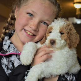 Goldendoodle, Poodle, Aussiedoodle, and Saint Berdoodle Puppies from Rocky Ridge Ranch