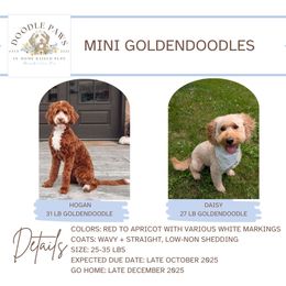 Goldendoodle puppies from Doodle Paws Pups