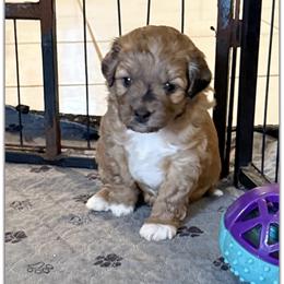 Girl 3 Aussie Doodle - Red tri female Miniature Australian Shepherd puppy in Pensacola, Florida from TNT MINI AUSSIES