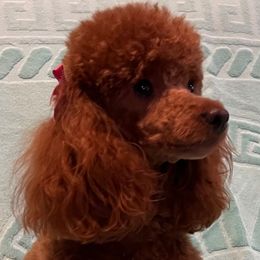 Penny - Poodle