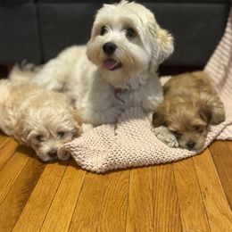 Havanese from Grace Dean's Havanese