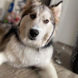 Siberian Husky Puppies from North Valley Huskies