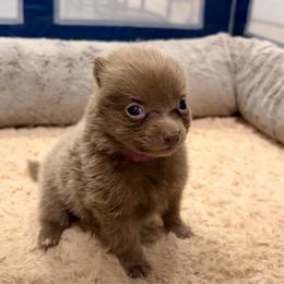 Frida - Lavender female Pomeranian puppy in Brooklyn, New York from Pomeranians