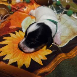 Sadie - Piebald female Dachshund puppy in Grover, North Carolina from Windie's Dachshunds