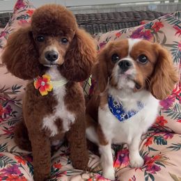 Cavapoo puppies from Cavapoo Love Bugs