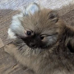 Eli - Pomeranian puppy from Lollipoppoms