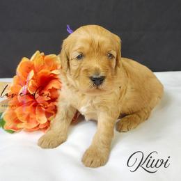 Kiwi - Red  female Goldendoodle puppy in Mancelona, Michigan from Lavender poodles & doodles
