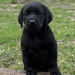 Labrador Retriever Puppies from Ozatonka British Labs
