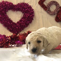 Poodle Puppies from Wild Orchid Poodles