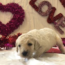 Poodle Puppies from Wild Orchid Poodles