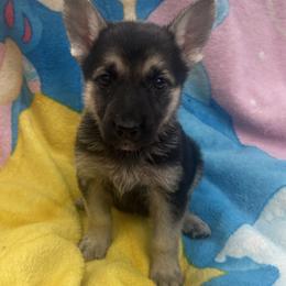 Zelka - Black and tan female German Shepherd puppy in Perkasie, Pennsylvania from Twila Ruth Herot