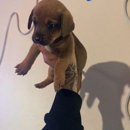 Chihuahua and Dachshund Puppies from Wienie_gang