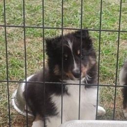 Blaze - Black white and tan female Shetland Sheepdog puppy in New York, New York from GrapeView Shetland Sheepdogs
