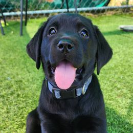 Labrador Retriever Puppies from Steele Caliber Retrievers