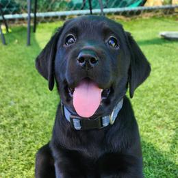 Labrador Retriever Puppies from Steele Caliber Retrievers