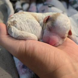 Philip - Blenheim male Cavapoo puppy in Truckee, California from Heavenly Goldendoodles