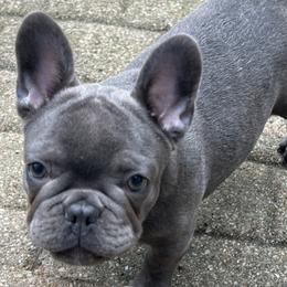 French Bulldog puppies from Norris Frenchies