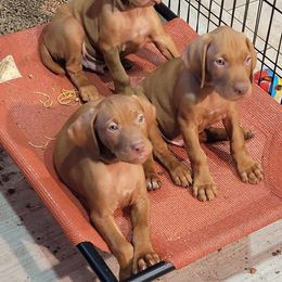 Vizsla Puppies from Clay's Vizsla