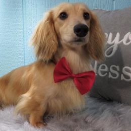 Lo Ryder - Dachshund