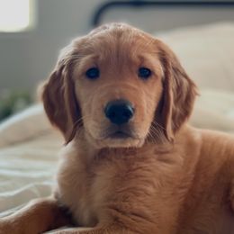 Golden Retriever puppies from Retrievers Gold AZ
