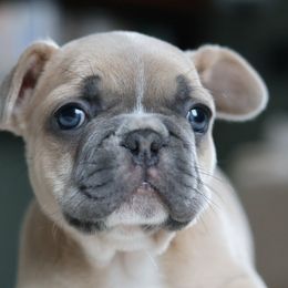 Frank - Blue fawn male French Bulldog puppy in Bolivar, Missouri from BuschBabyBulldogs