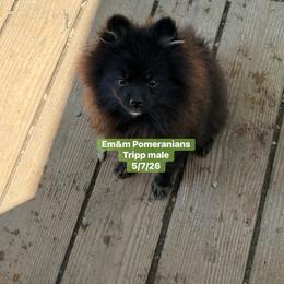 Tripp--neutered before leaving - Black and tan male Pomeranian puppy in Kentucky from Em&M Pomeranians