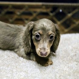 Dachshund Puppies from SchmooterBabies