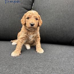 Freedom - Red  female Goldendoodle puppy in Gower, Missouri from Hillside Paws