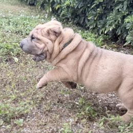 Fanny - Blue sable female Chinese Shar-Pei puppy in Lehigh Acres, Florida from Florida Wrinkles