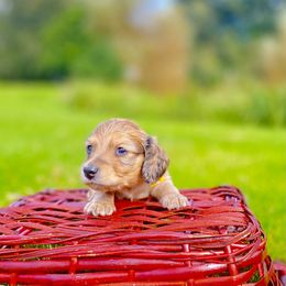 Dachshund Puppies from Northwest Dachshunds