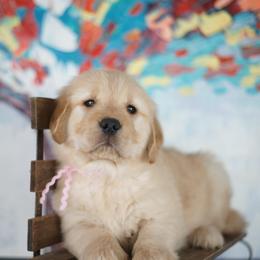 Ms Pink - Golden female Golden Retriever puppy in Las Vegas, Nevada from Geaux Dog
