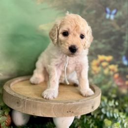 Flicker - Cream female Goldendoodle puppy in Haltom City, Texas from Ohana Doodles