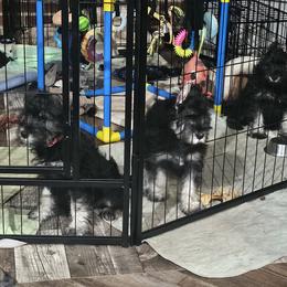 Miniature Schnauzer puppies from Harbinger Miniature Schnauzers