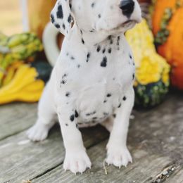 Dalmatian Puppies from Cookies & Cream Dalmatians