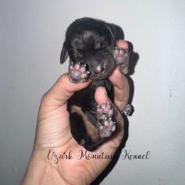 Lou - Black and cream male Dachshund puppy in Conway, Missouri from Ozark Mountain Kennel