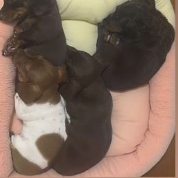 Dachshund Puppies from Sausagedog-NYC