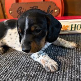 Flash - Piebald male Dachshund puppy in Keota, Oklahoma from Skyview Doxie Ranch