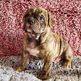 Olde English Bulldogges from Bobblehead Bulldogges